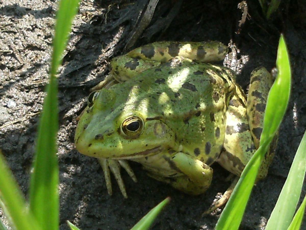 98 Petofi Utca Villa Balatonmagyarod Luaran gambar